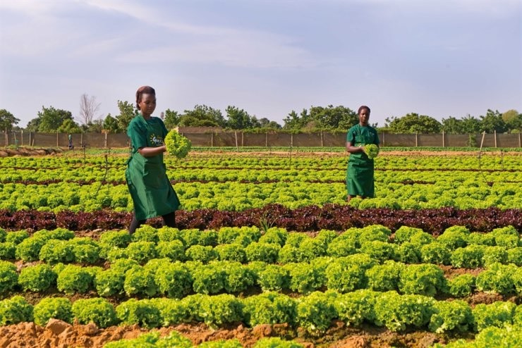 L'agro-alimentaire en Anglais